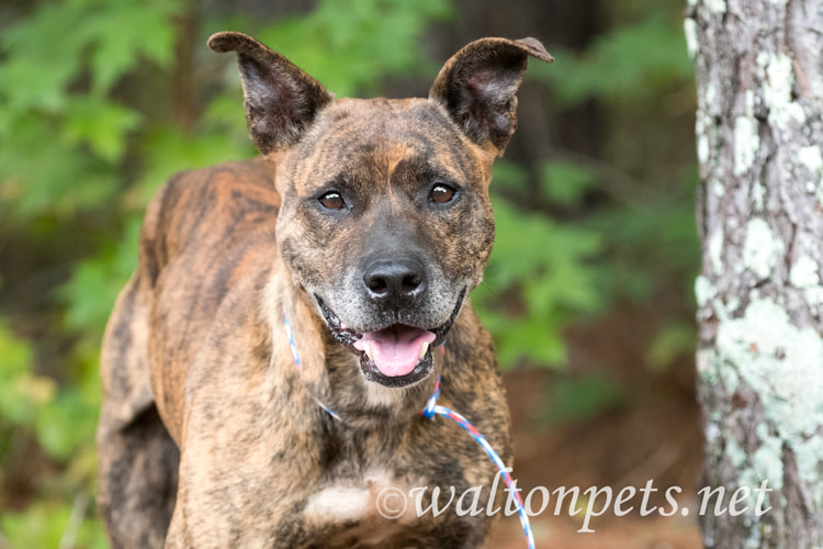 Older male brindle Dutch Shepherd Bulldog mix breed dog Picture