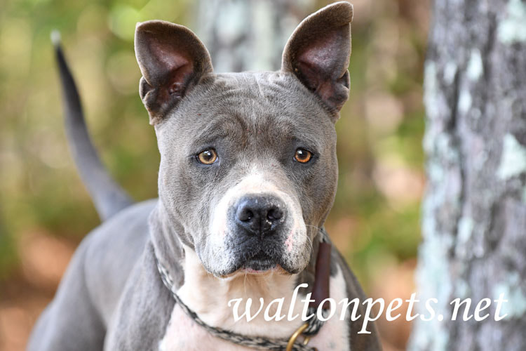 Blue Pitbull Dog Picture