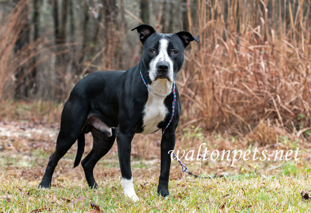 Black and White American Bulldog Pitbull Terrier mix dog Picture