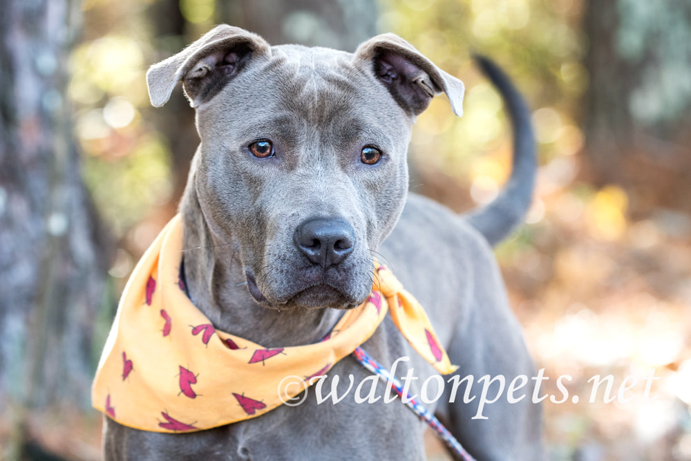 Happy blue Pit Bull Terrier bulldog with bandana collar Picture