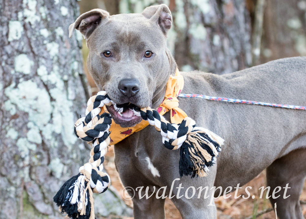 Happy blue Pit Bull Terrier bulldog with bandana collar Picture