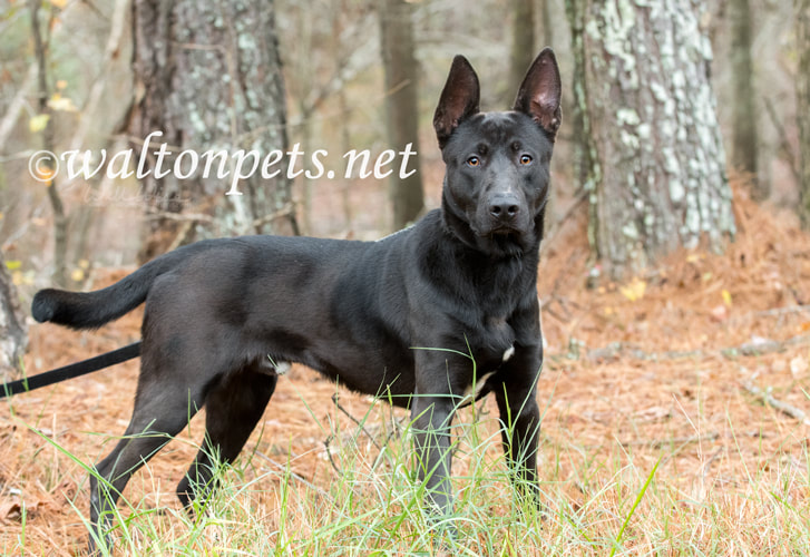 Black German Shepherd mix breed dog with big ears Picture