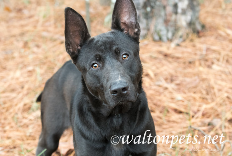 Black German Shepherd mix breed dog with big ears Picture