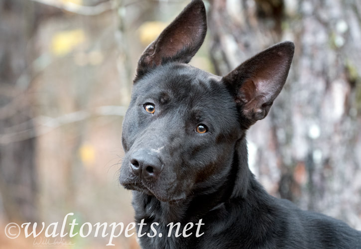 Black German Shepherd mix breed dog with big ears Picture