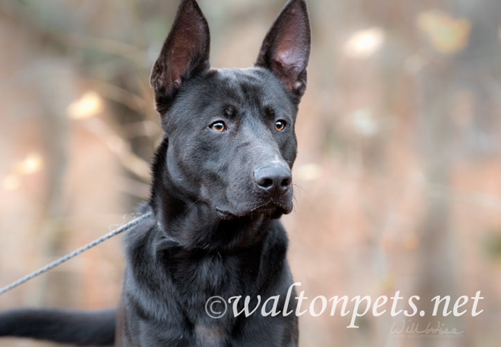Black German Shepherd mix breed dog with big ears Picture