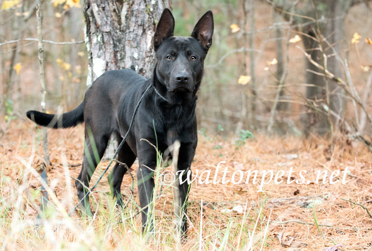 Black German Shepherd mix breed dog with big ears Picture