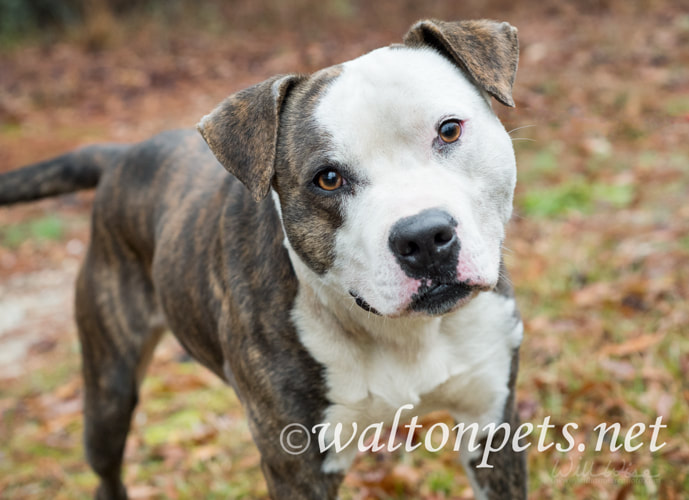American Bulldog Wagging Tail Picture