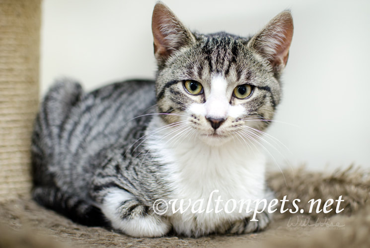 Cute silver tabby and white kitten laying next to cat scratching post Picture