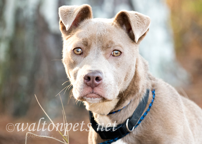 Cute tan female pitbull puppy wagging tail Picture