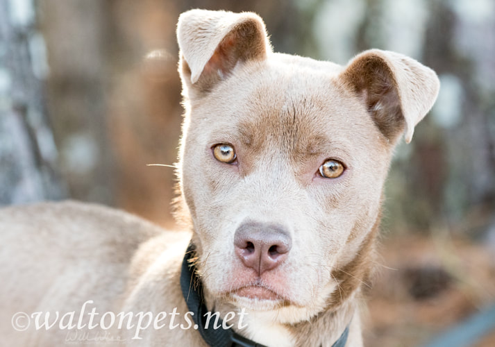 Cute tan female pitbull puppy wagging tail Picture