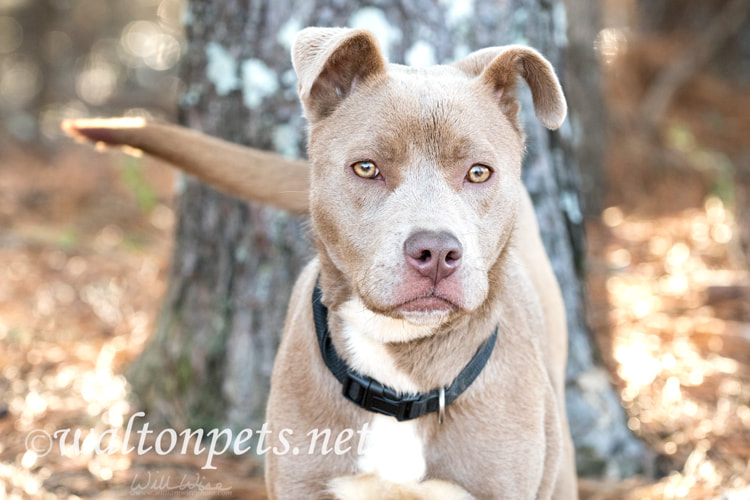 Cute tan female pitbull puppy wagging tail Picture