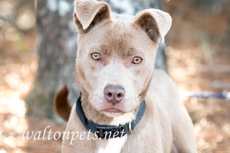 Cute tan female pitbull puppy wagging tail Picture