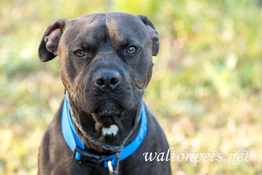 Black Pitbull dog with blue collar Picture