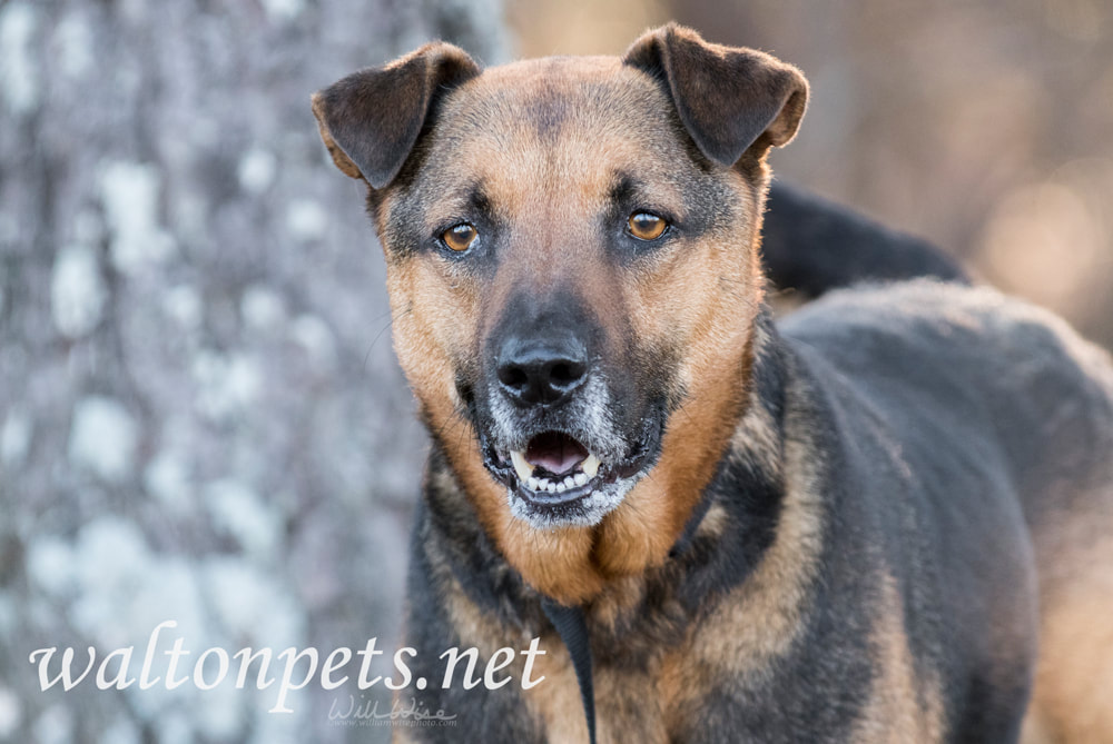 Older German Shepherd mix dog wagging tail Picture