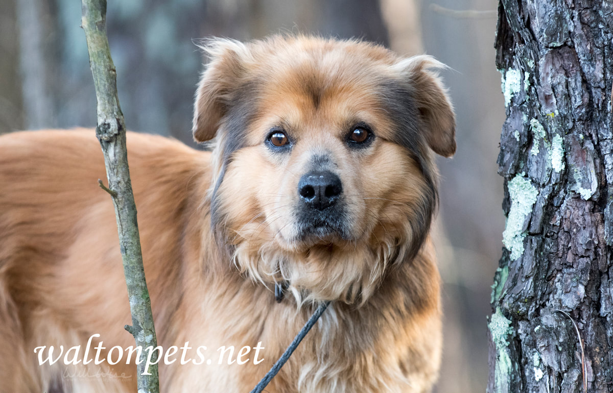 Older Collie Retriever mixed breed dog adoption photo Picture