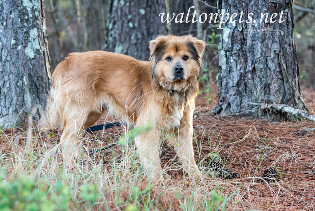Furry Collie Retriever mixed breed dog adoption photo Picture