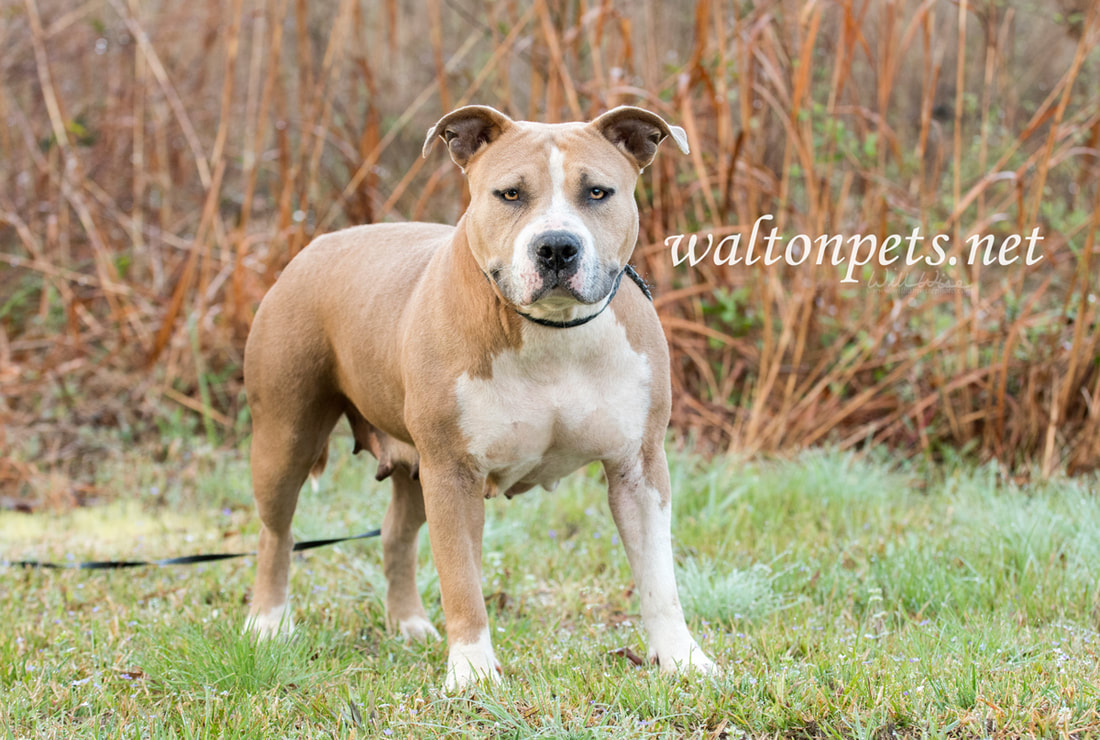 Stout American Staffordshire Pitbull Terrier dog Picture