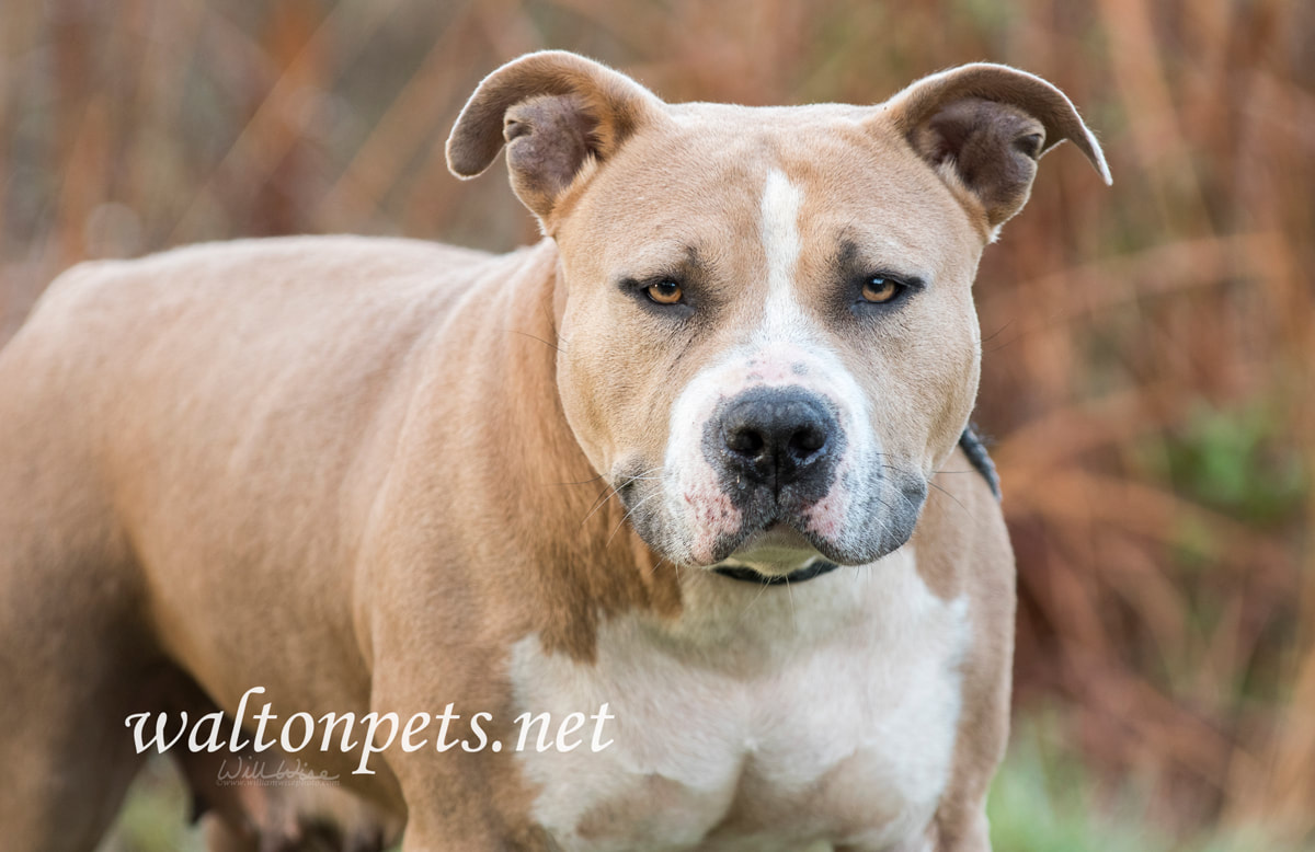 Stout American Staffordshire Pitbull Terrier dog Picture
