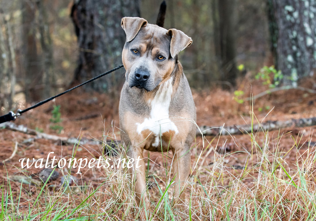 Brown Pit Bull Terrier dog head tilt Picture