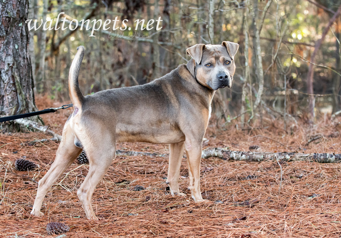 Unneutred male Pit Bull Terrier dog outside on leash Picture