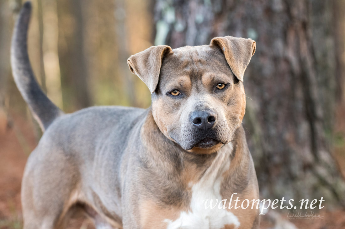 	Pit Bull Terrier dog wagging tail Picture