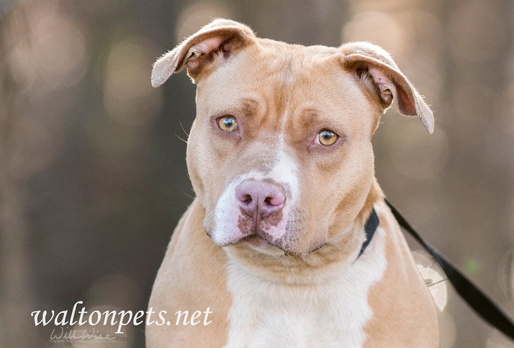 Tan and white rednose American Pitbull Terrier dog Picture