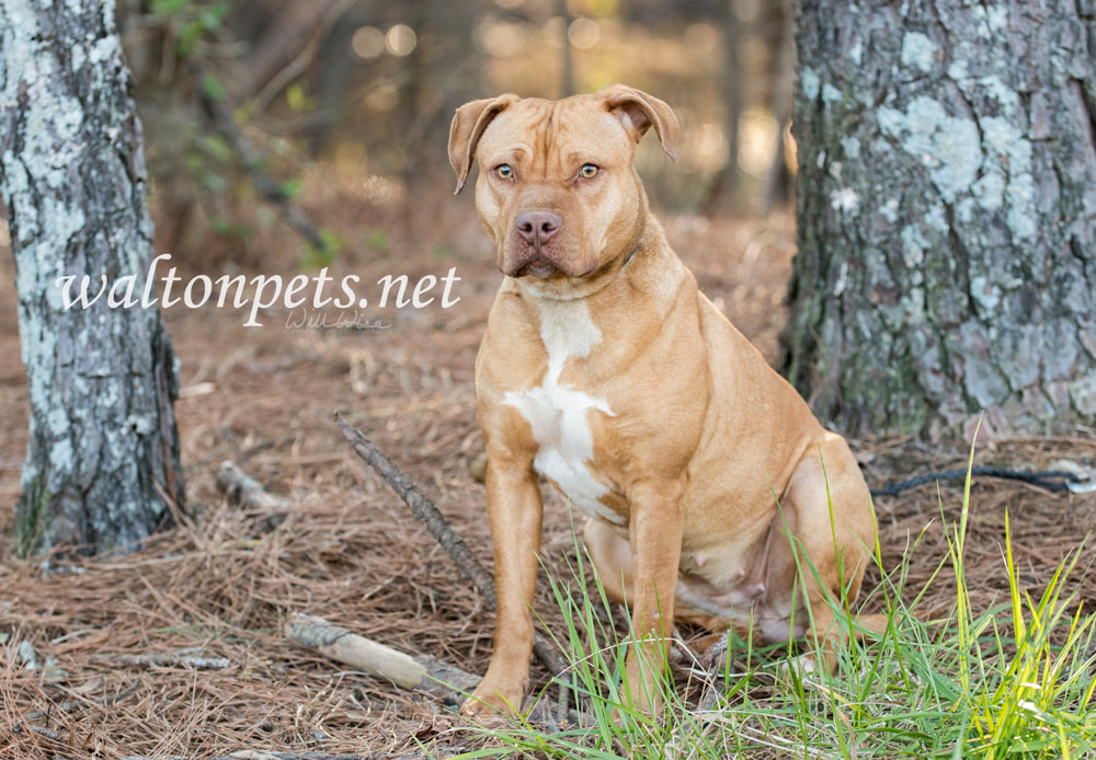Pregnant tan American Pitbull Terrier dog Picture
