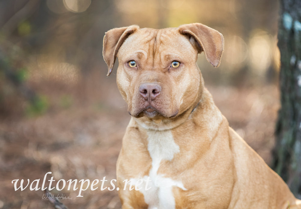 Pregnant tan American Pitbull Terrier dog Picture