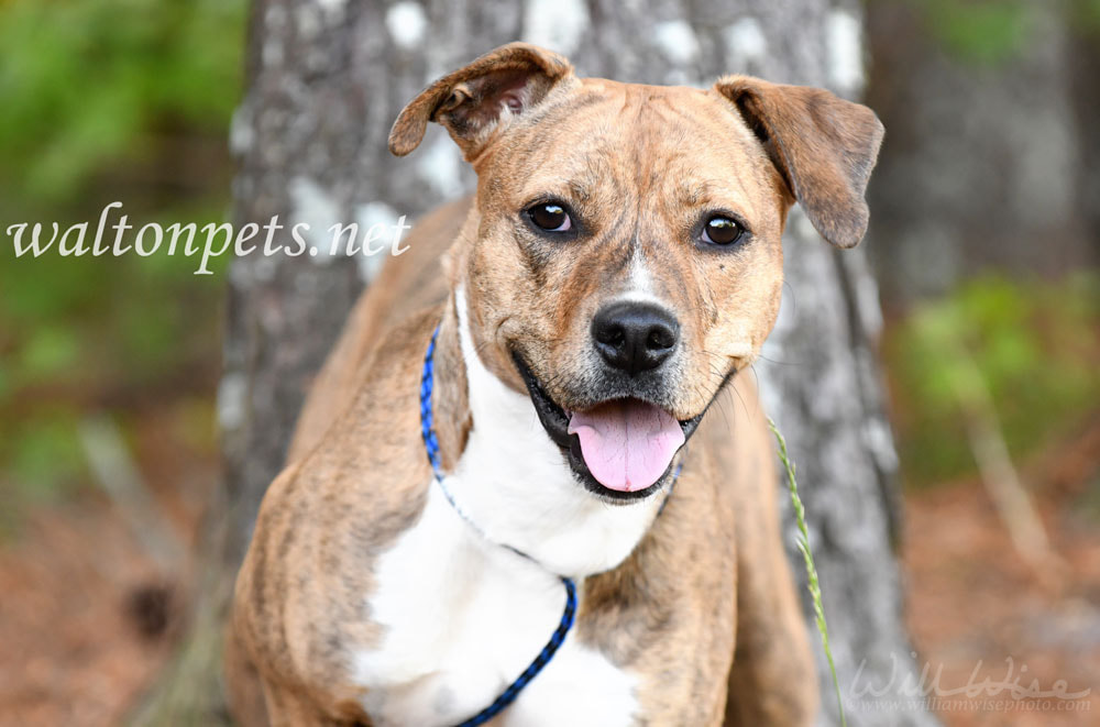 Happy panting Pitbull hound mix breed dog adoption rescue photo Picture