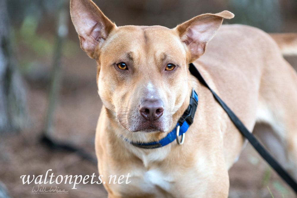 Labrador Doberman mix breed dog Picture