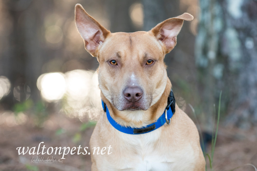 Labrador Doberman mix breed dog Picture