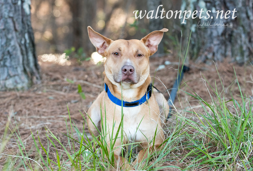 Labrador Doberman mix breed dog laying down in grass Picture