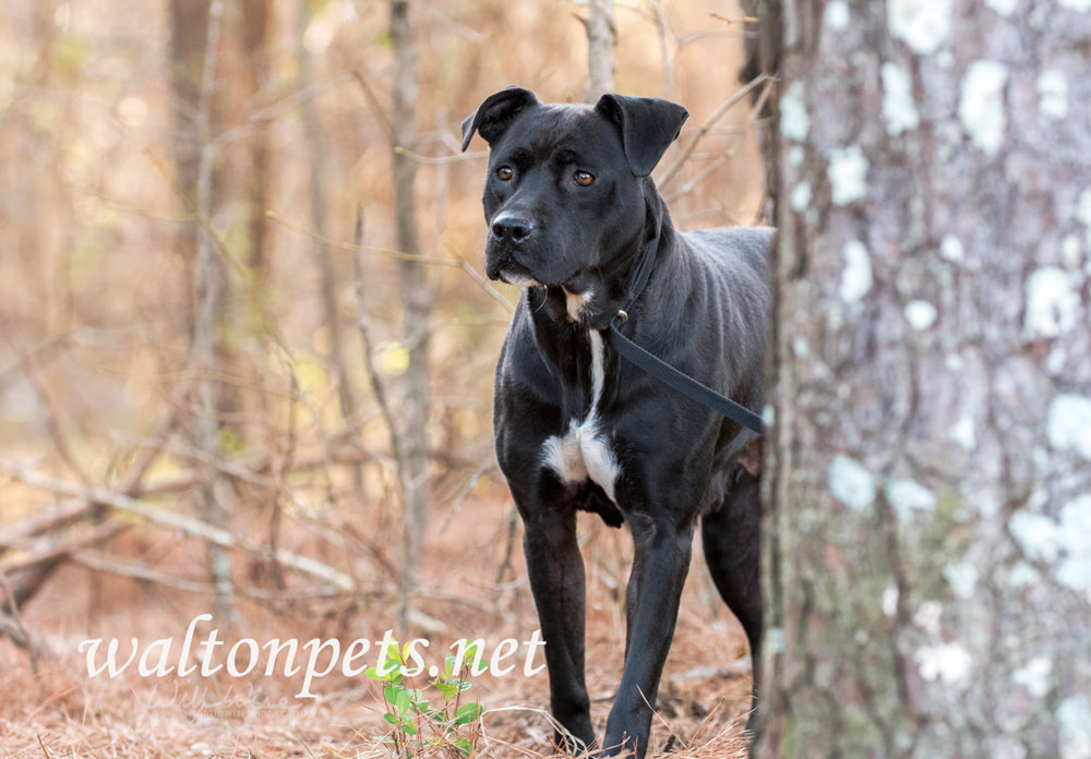 Scared black Pitbull dog hiding behind a pine tree Picture