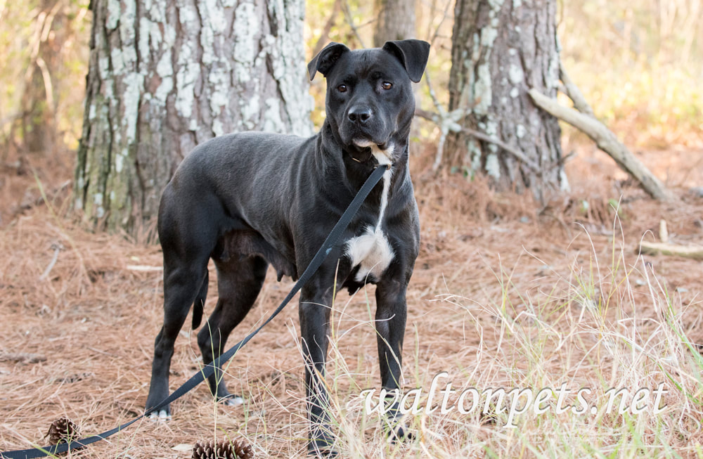Black Pitbull Labrador mixed breed dog Picture