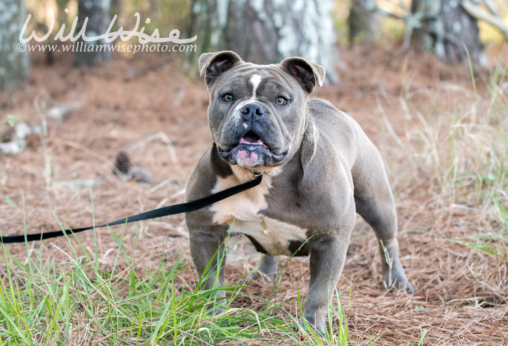 Olde English Bulldog sitting outside on leash panting tongue Picture