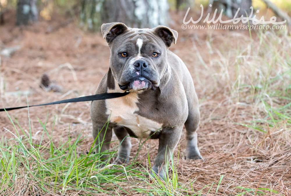 Olde English Bulldog sitting outside on leash panting tongue Picture