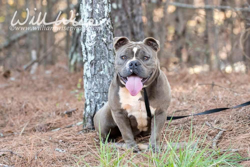 Olde English Bulldog sitting outside on leash panting tongue Picture