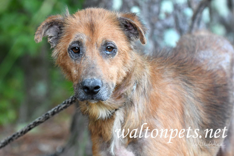 Mange Shepherd Dog Picture