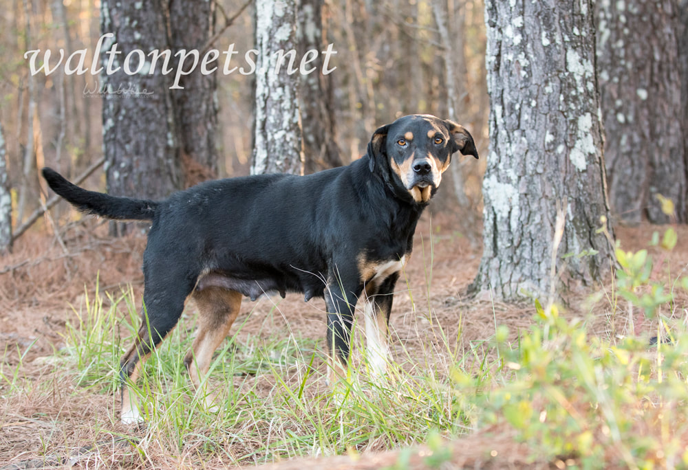 Older black and tan hound dog mix dog outside on leash Picture