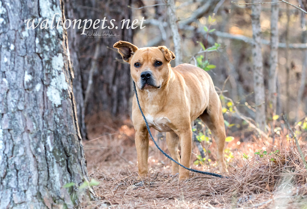 Old terrier mix mutt dog on leash outside Picture