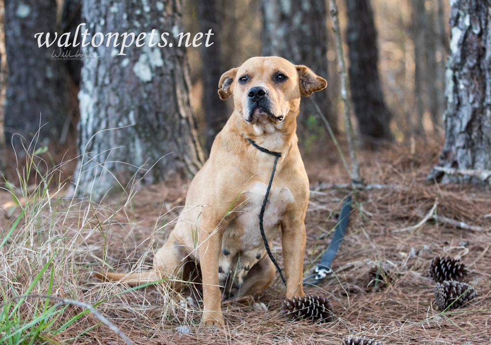 Old terrier mix mutt dog on leash outside Picture