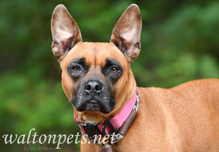 Boxer Bulldog mix dog Picture