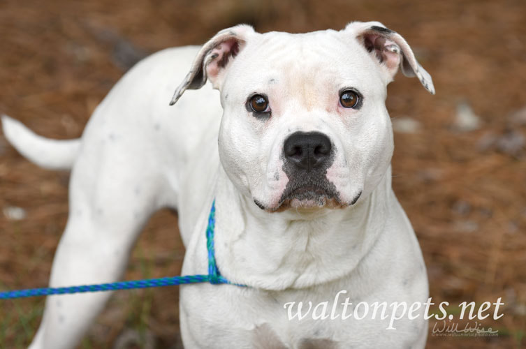 White Boxer Bulldog Picture
