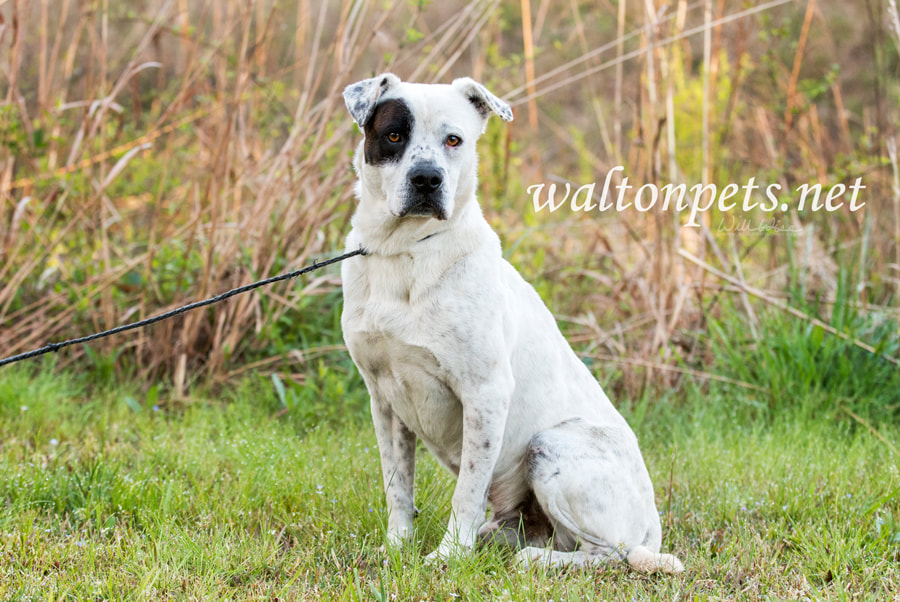 Happy American Bulldog mixed breed mutt dog Picture