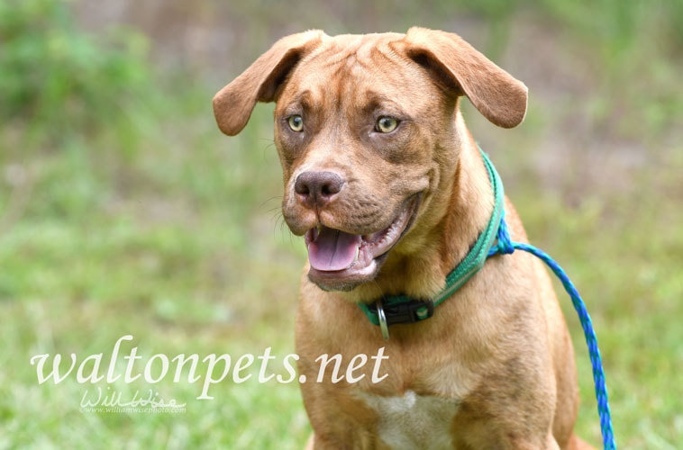 Boxer mix puppy dog Picture