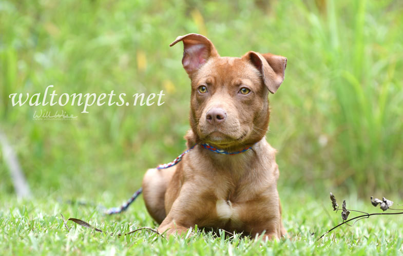 Cattledog mix puppy Picture