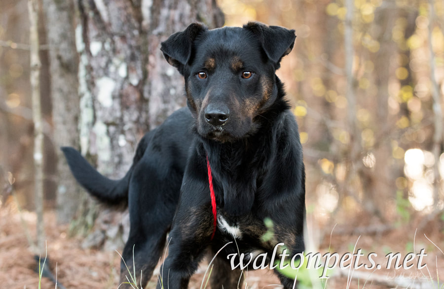 Shepherd Hound mixed breed dog outside on leash Picture