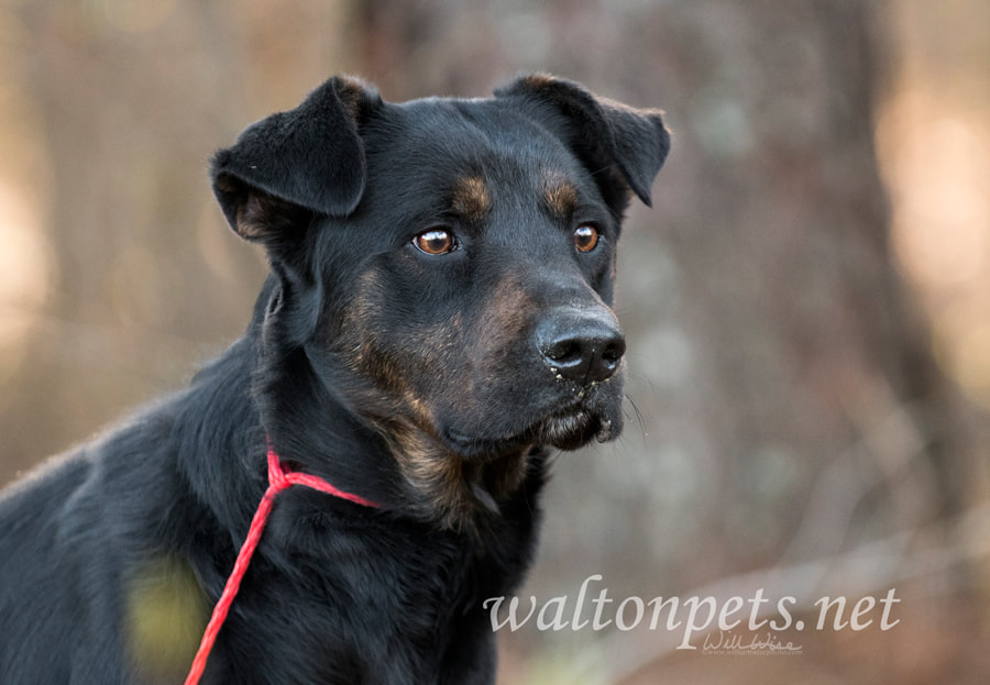 Shepherd Hound mixed breed dog outside on leash Picture