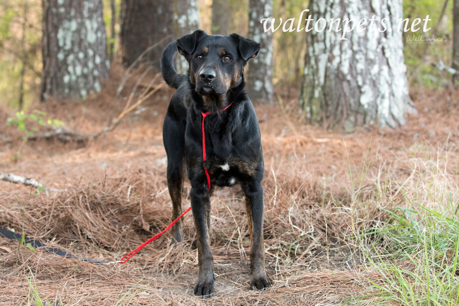 Shepherd Hound mixed breed dog outside on leash Picture
