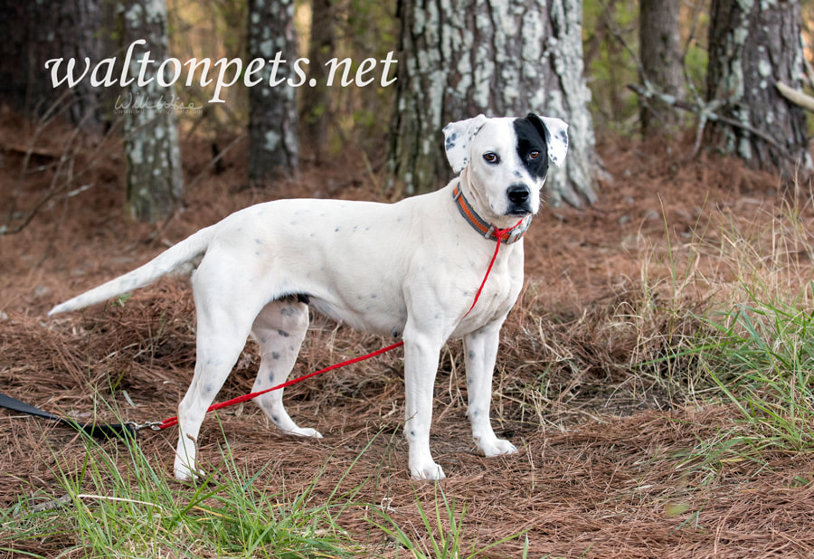 Dalmatian Pointer mixed breed dog outside on leash Picture